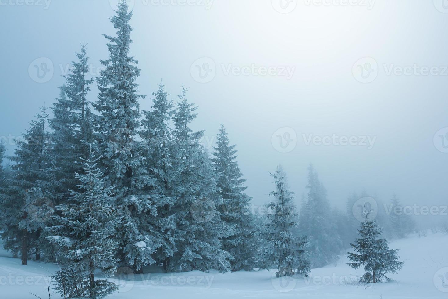 forêt d'hiver brumeux photo