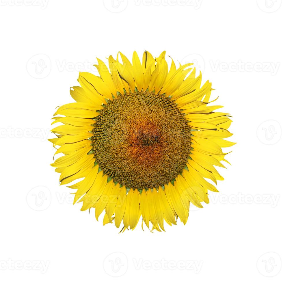 fleur de tournesol isolé sur fond blanc. photo