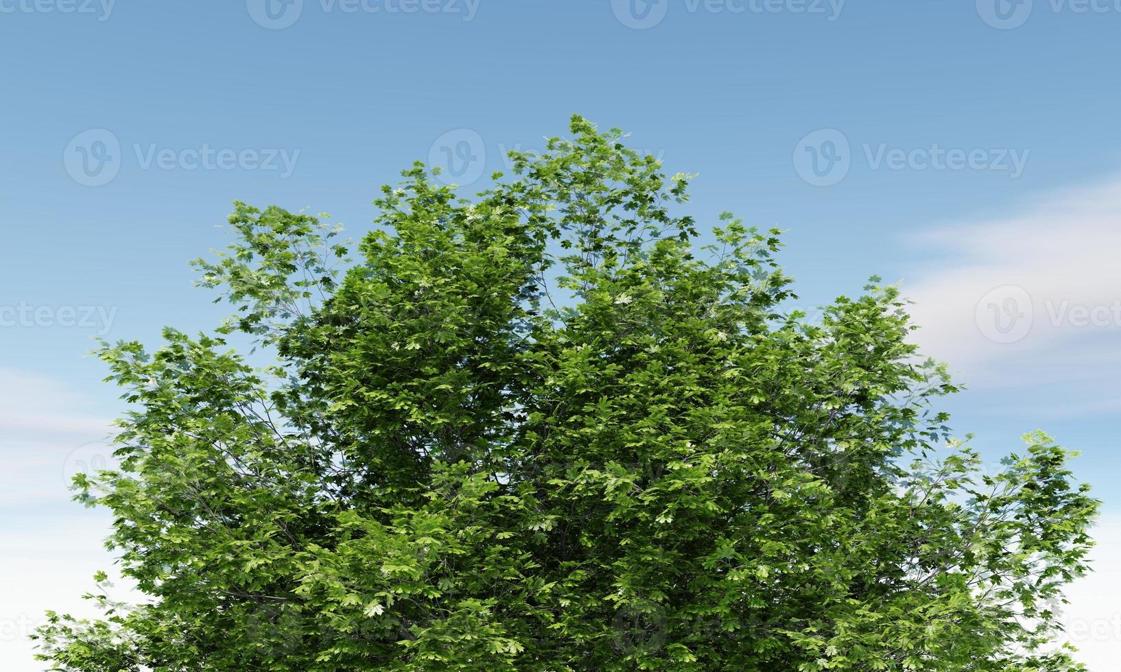 gros plan du haut de l'arbre vert avec fond de ciel nuageux. notion de nature et de paysage. rendu 3d photo