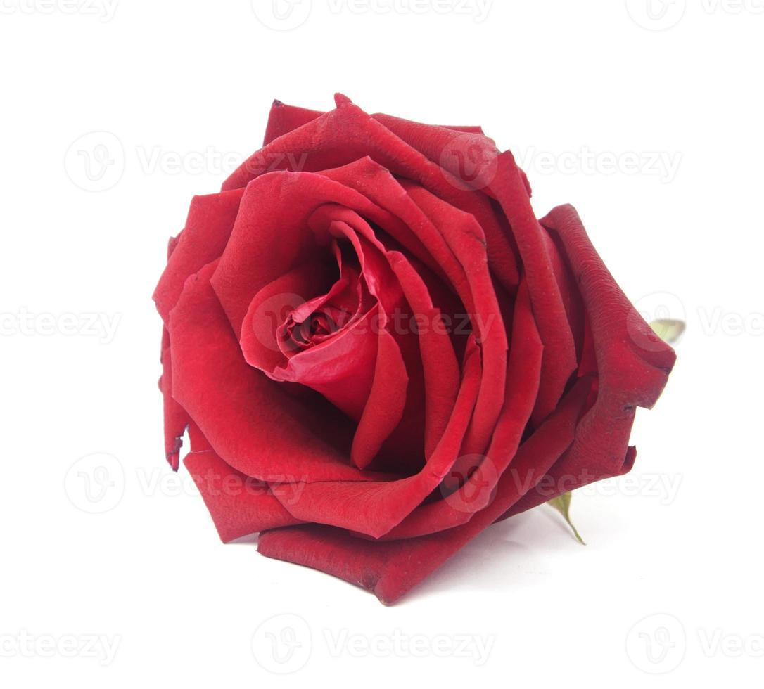 rose rouge isolé sur fond blanc photo