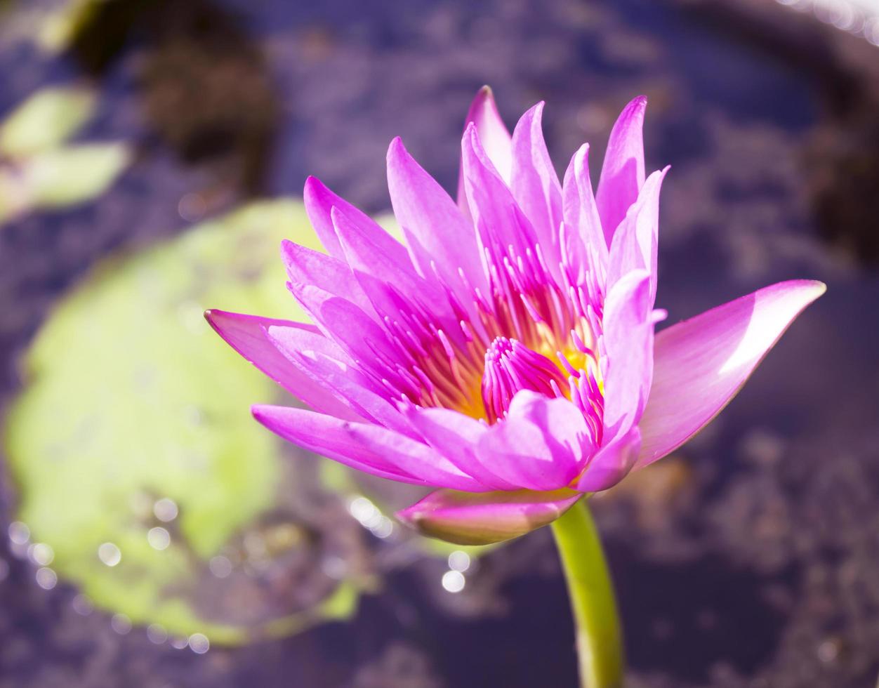 fleurs de lotus nénuphar violet dans la piscine photo