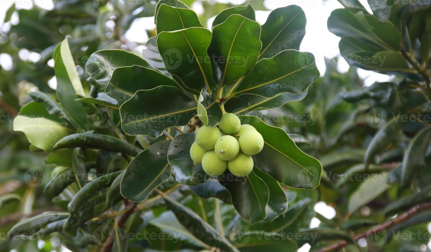 fruit vert clair du jeune fruit du laurier indien sur la branche et feuilles vert foncé bakground, thaïlande. un autre nom est le laurier d'Alexandrie, l'acajou de Bornéo et la belle feuille. photo