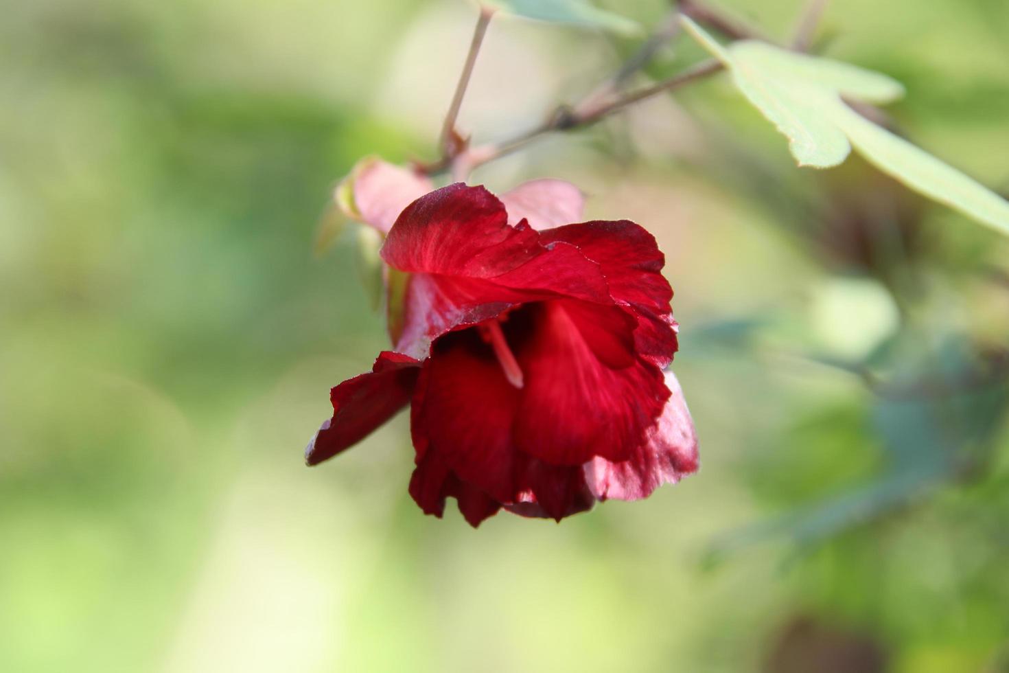 fleur rouge de cotonnier de ceylan et arrière-plan flou, un autre nom est coton chinois ou cotonnier d'arbre, thaïlande. photo