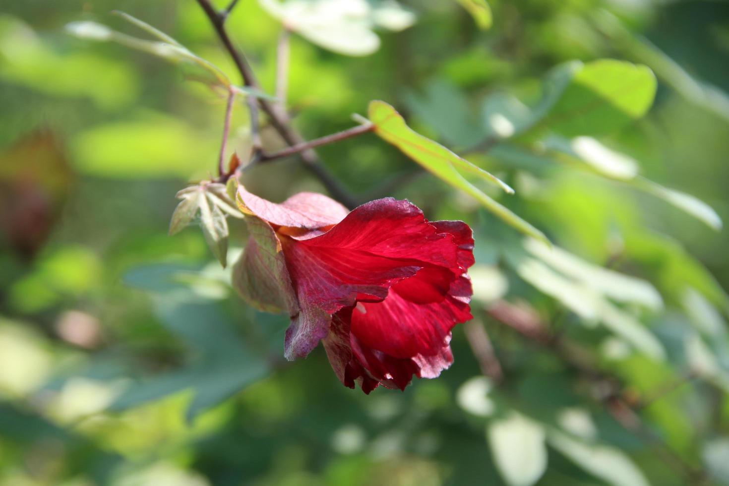 fleur rouge de cotonnier de ceylan qui fleurit sur la branche et flou fond de feuilles vertes. un autre nom est le coton chinois ou le coton des arbres, la thaïlande. photo