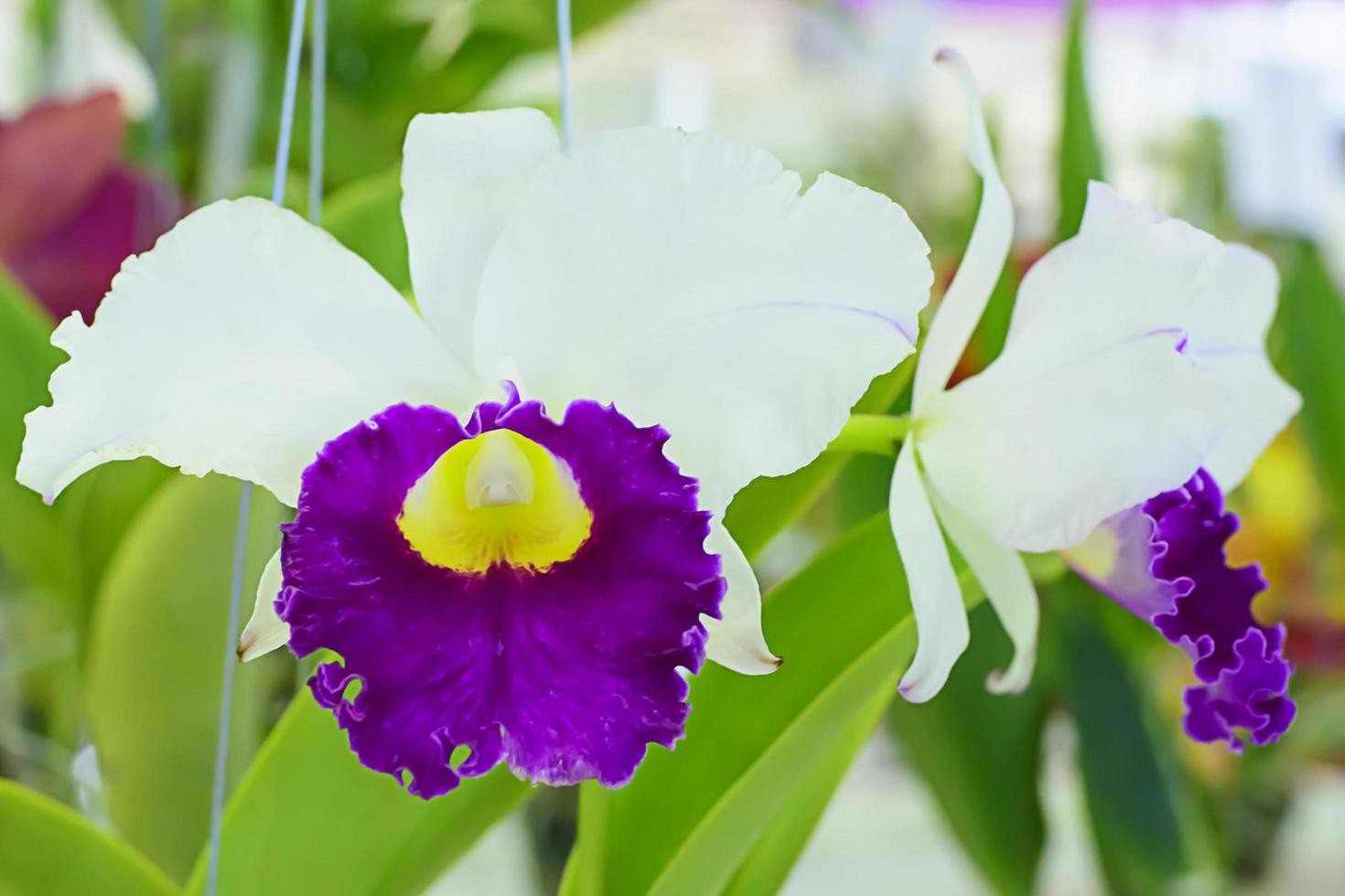 cattleya est un genre de 113 espèces d'orchidées du costa rica et des antilles au sud de l'argentine. photo