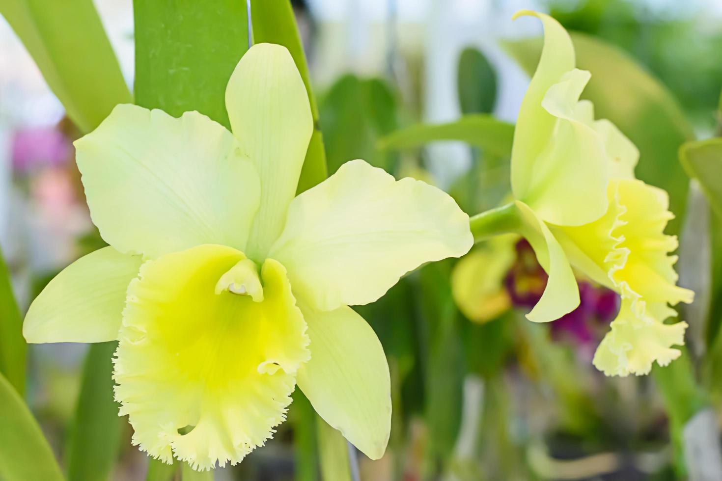 cattleya est un genre de 113 espèces d'orchidées du costa rica et des antilles au sud de l'argentine. photo