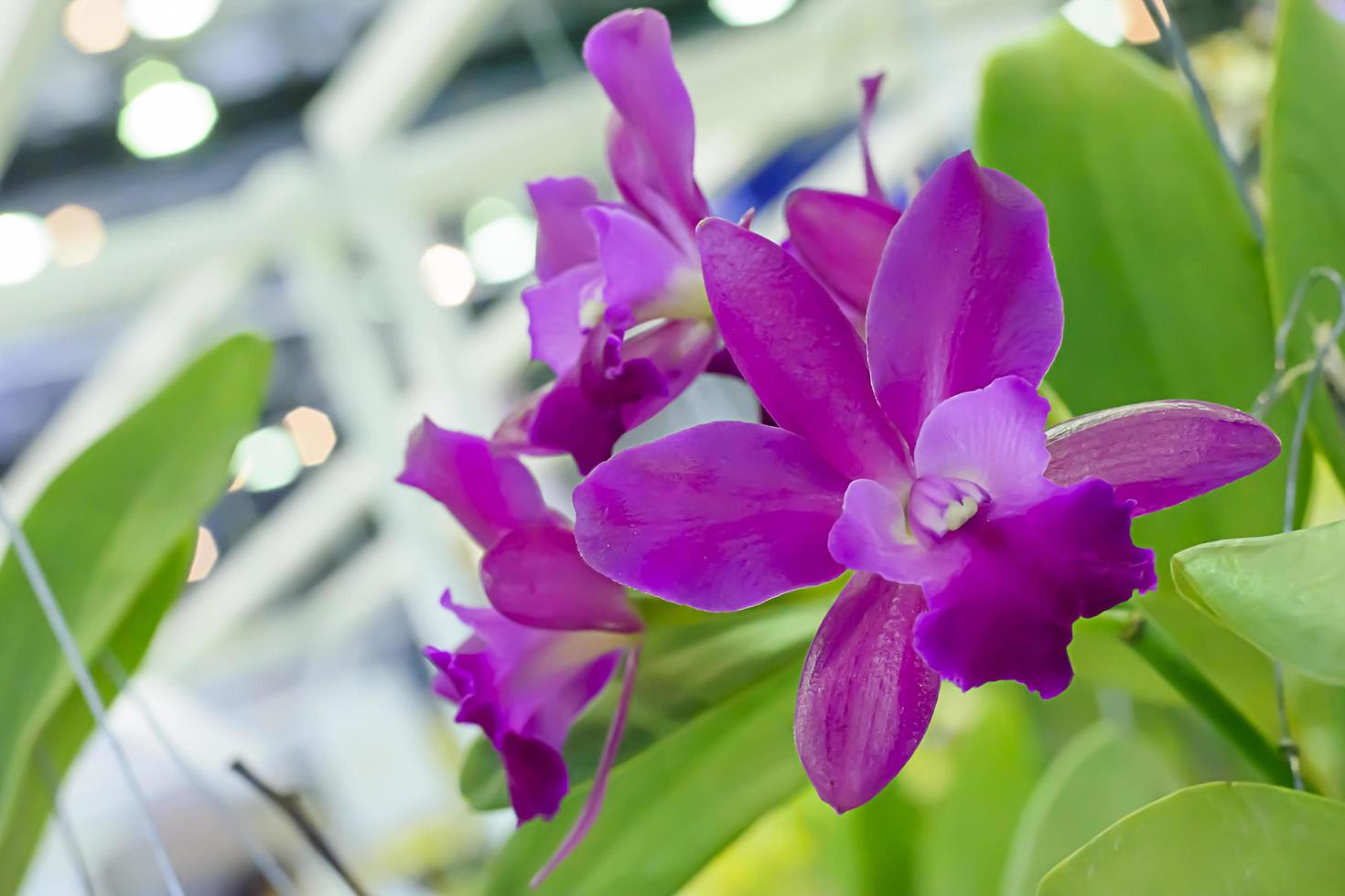 cattleya est un genre de 113 espèces d'orchidées du costa rica et des antilles au sud de l'argentine. photo