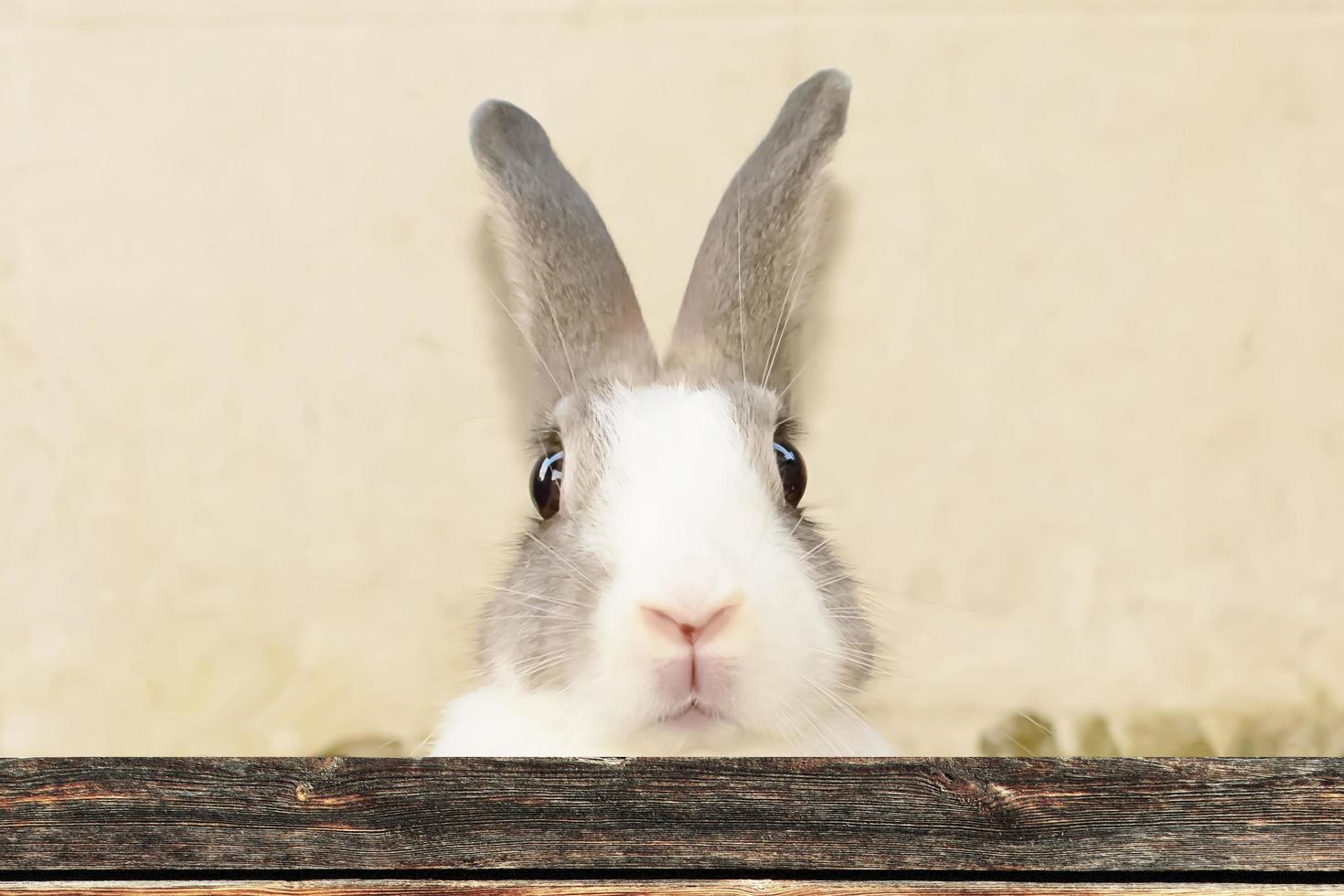 les lapins sont de petits mammifères. lapin est un nom familier pour un lapin. photo