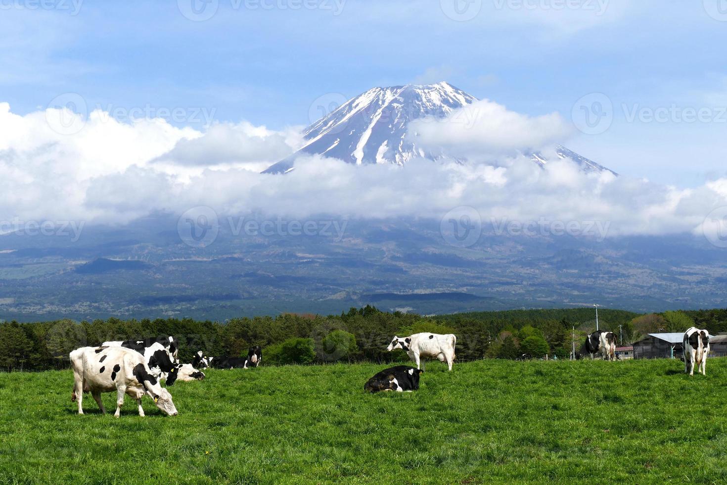 Mont Fuji et vaches à Asagiri Highland à Shizuoka, Japon photo