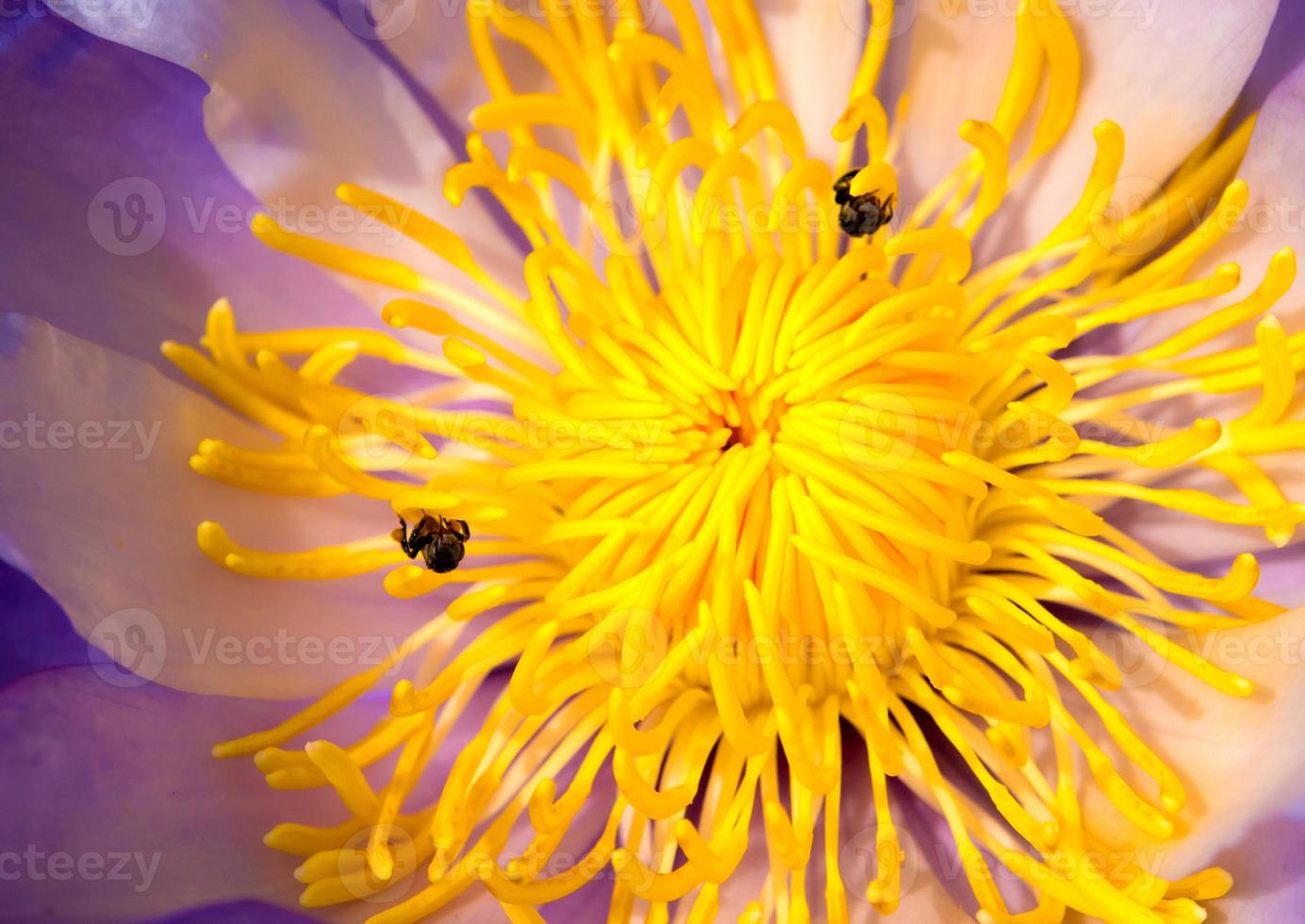 abeille dans le pétale bleu et pollen jaune de nénuphar photo