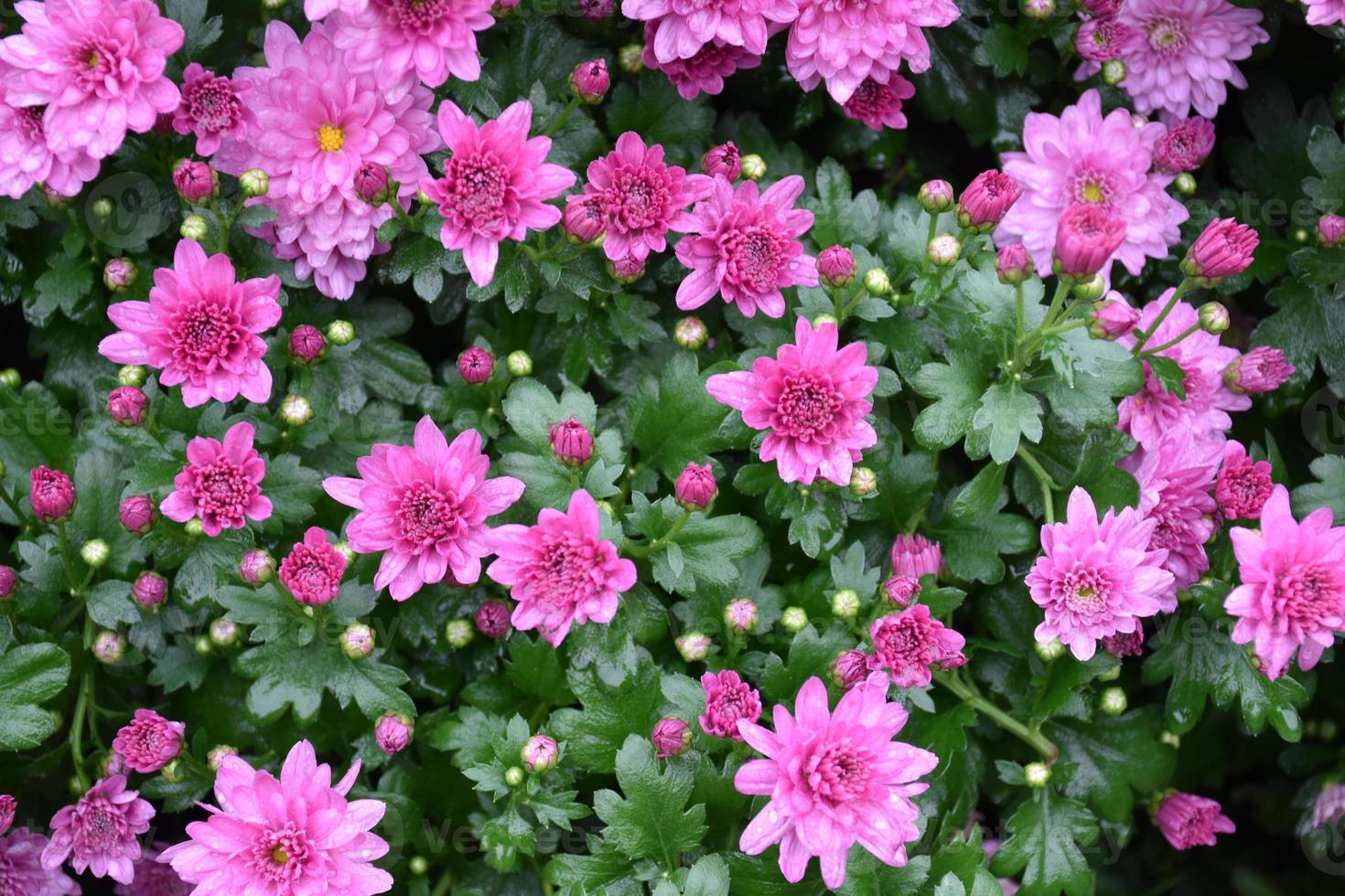 fond de lit de fleur de chrysanthème rose. photo