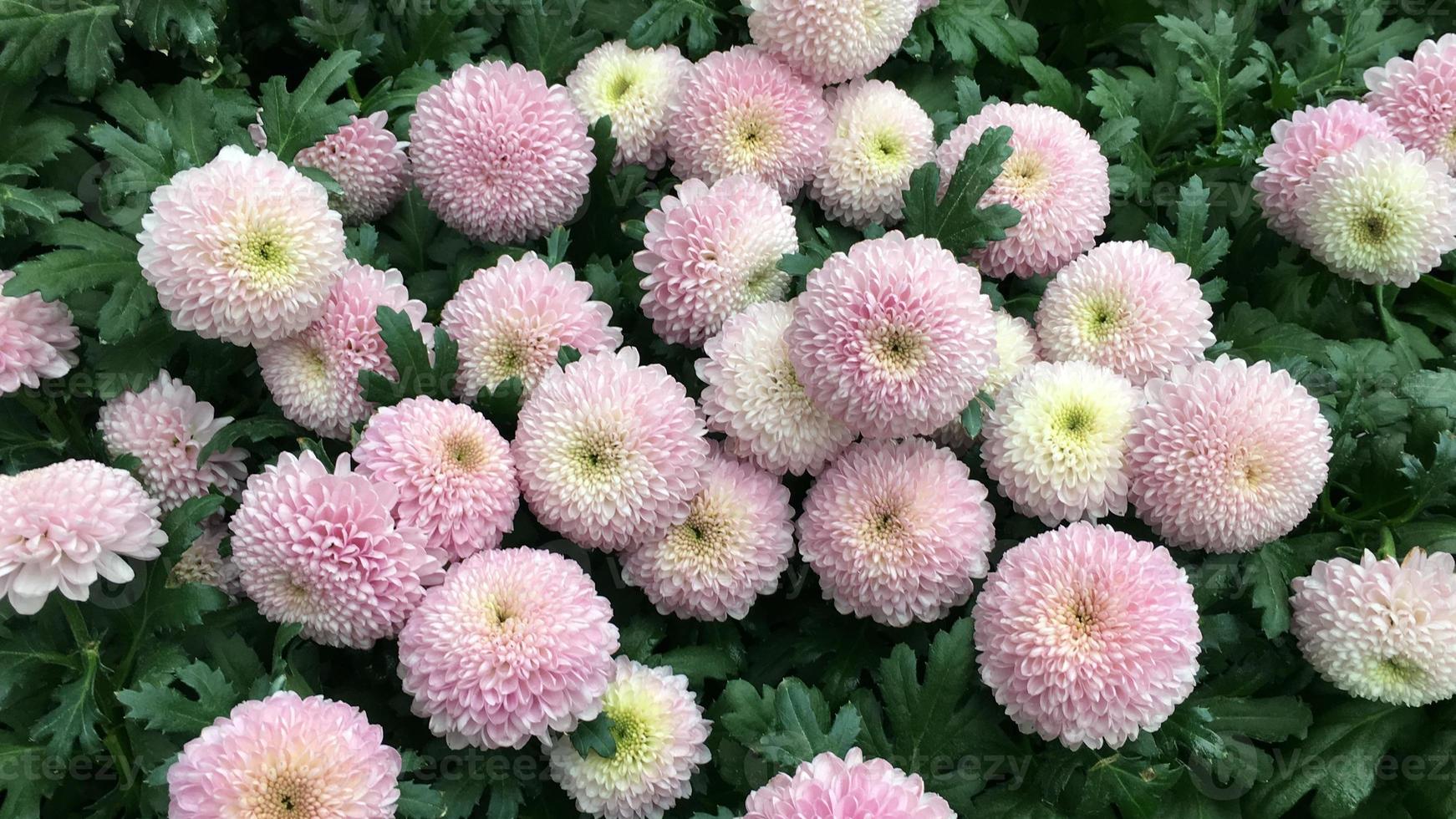 gros plan de fleurs de chrysanthème pom pom. photo