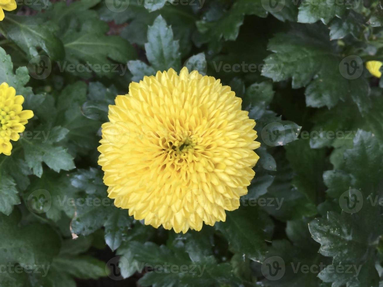 gros plan de fleurs de chrysanthème pom pom. photo