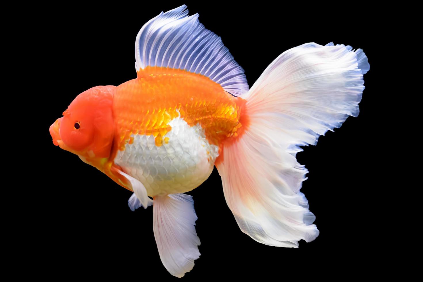 le poisson rouge isolé sur fond noir de l'eau. photo