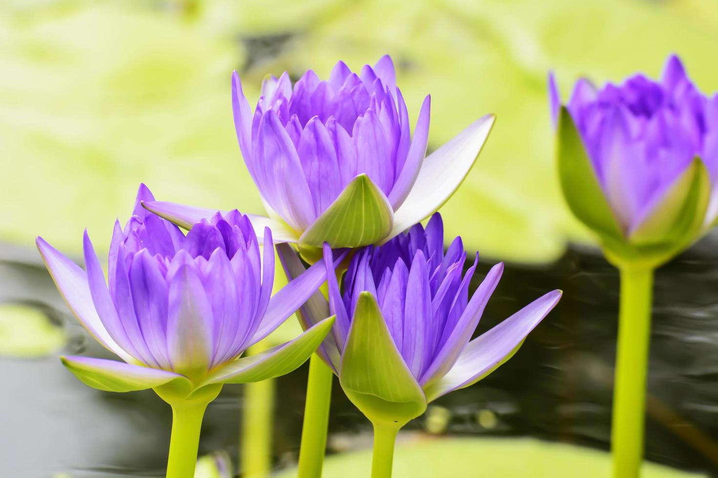 lotus aux multiples couleurs et magnifique dans les étangs. photo