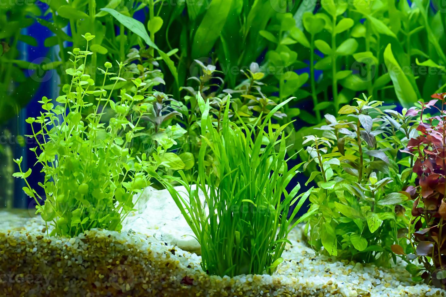 plante aquatique ou plante aquatique ou herbe aquatique photo