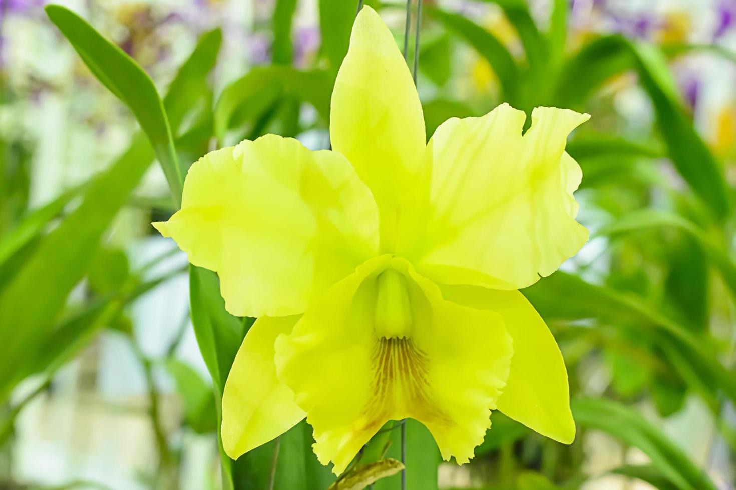 cattleya est un genre de 113 espèces d'orchidées du costa rica et des antilles au sud de l'argentine. photo