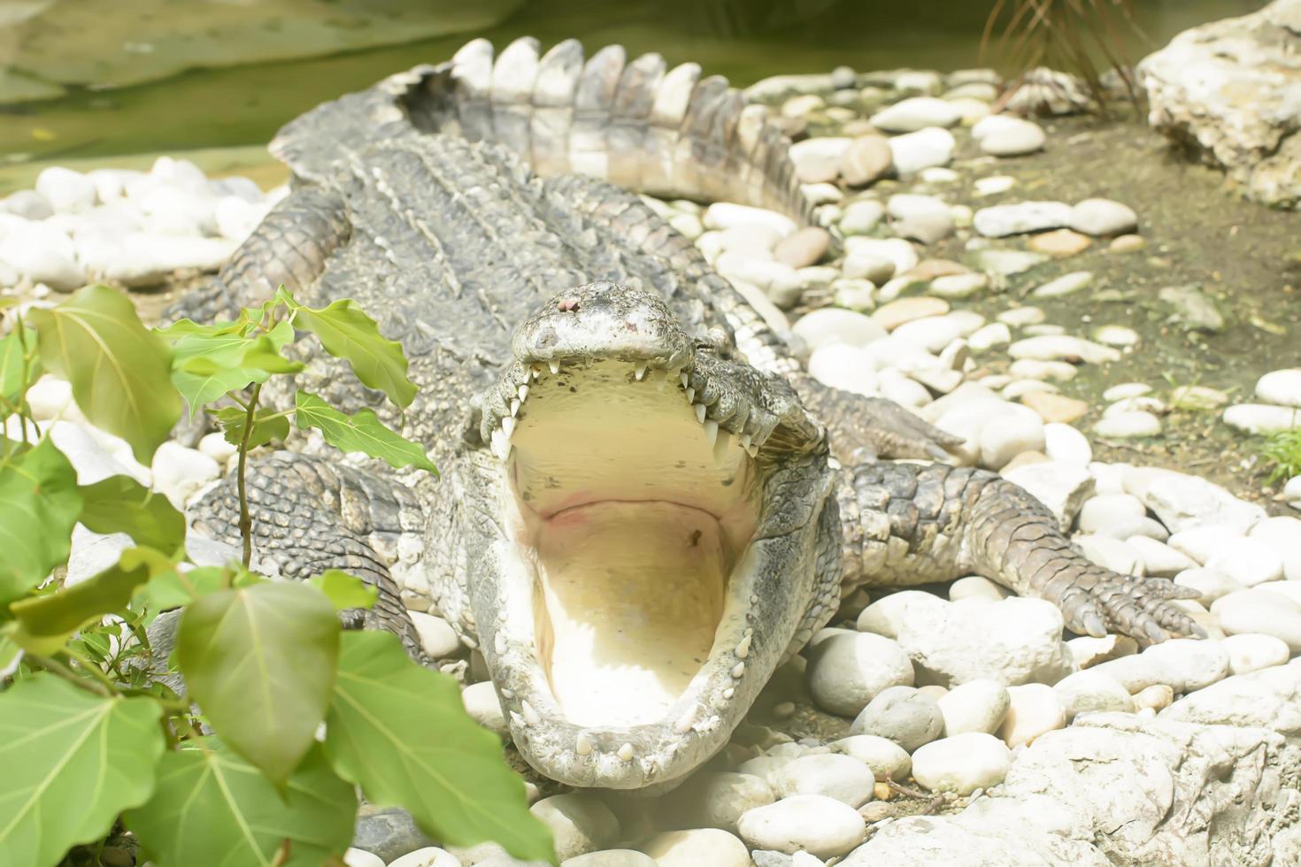 le grand crocodile prend dans un zoo photo