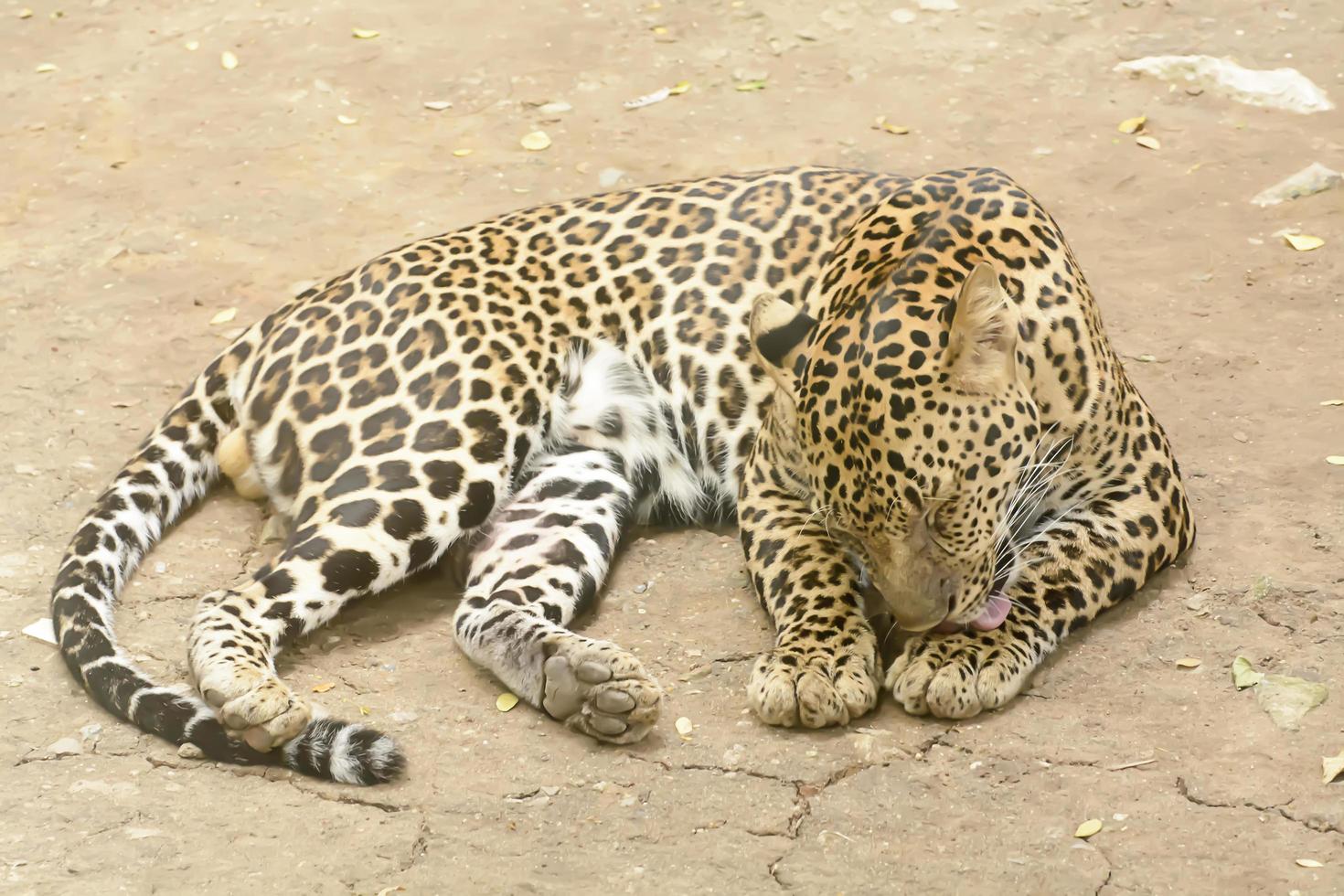 léopard ou panthère photo