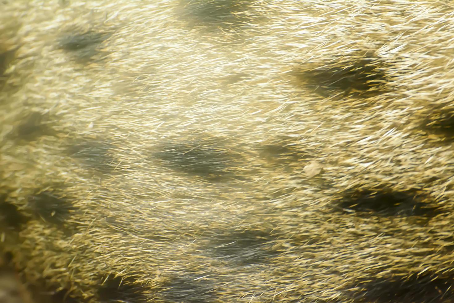 texture de fourrure de chat de pêche photo