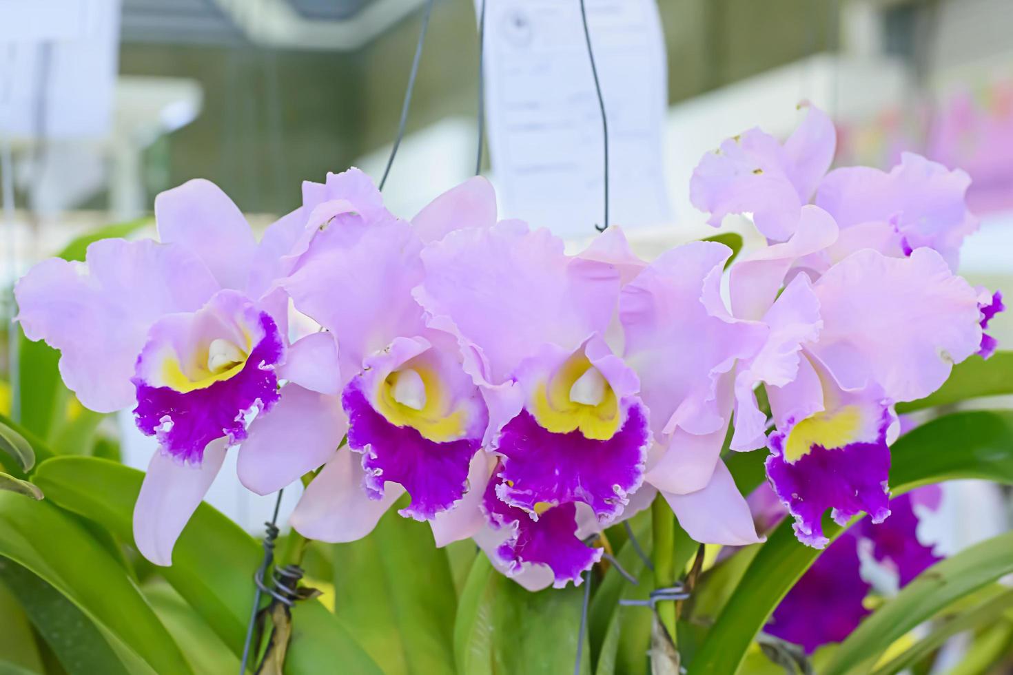 cattleya est un genre de 113 espèces d'orchidées du costa rica et des antilles au sud de l'argentine. photo