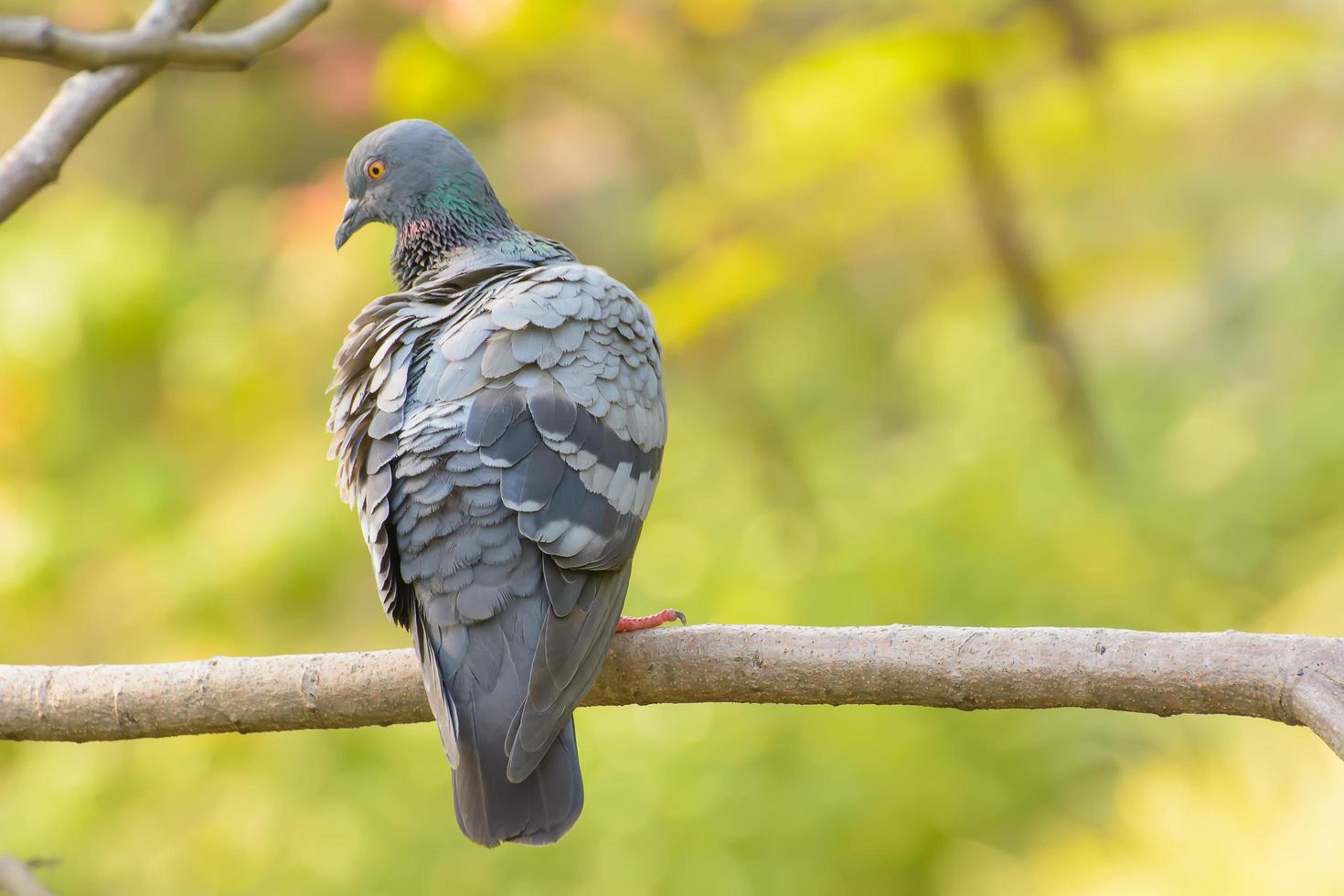 pigeon sur la branche photo