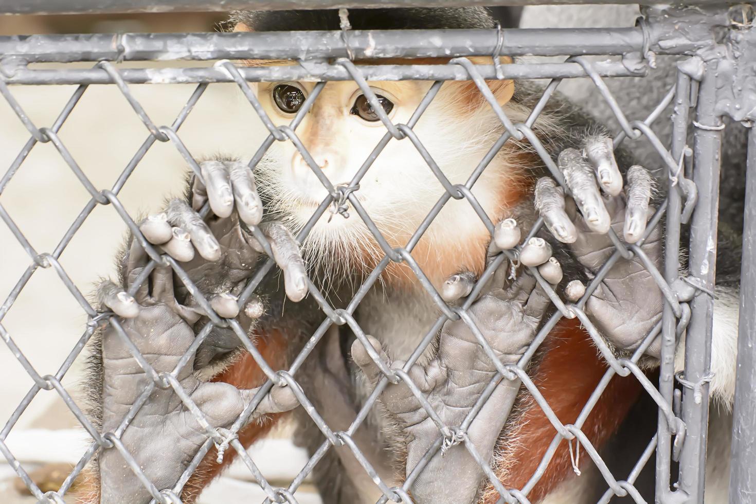 le douc langur prendre dans un zoo photo