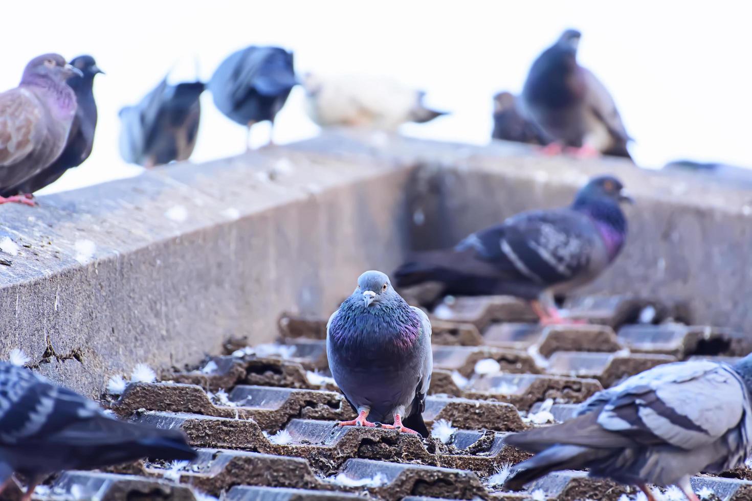 le pigeon sur les tuiles du toit dans la nature photo