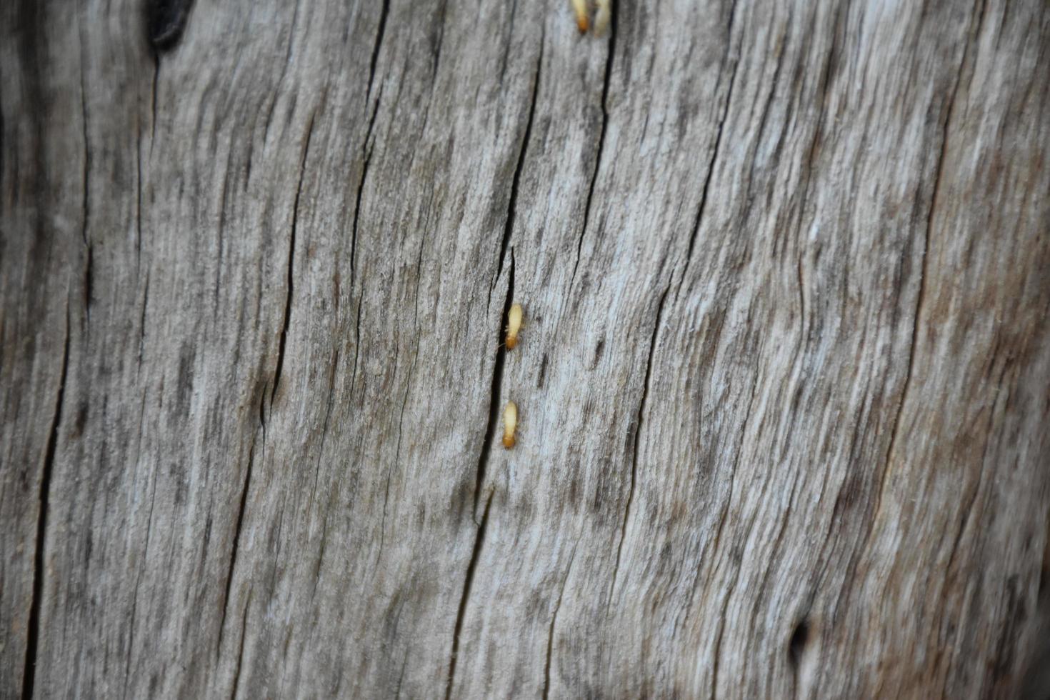 la surface avant de l'hémisphère en bois a été exposée au soleil et altérée pour causer de la moisissure sur le bois. photo