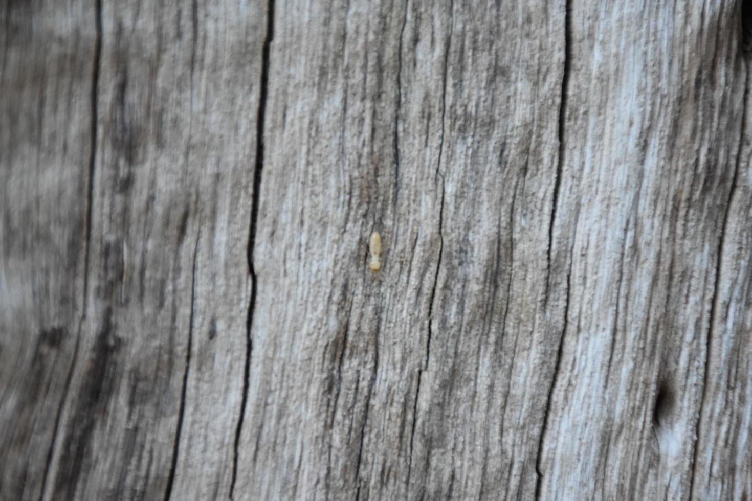 la surface avant de l'hémisphère en bois a été exposée au soleil et altérée pour causer de la moisissure sur le bois. photo