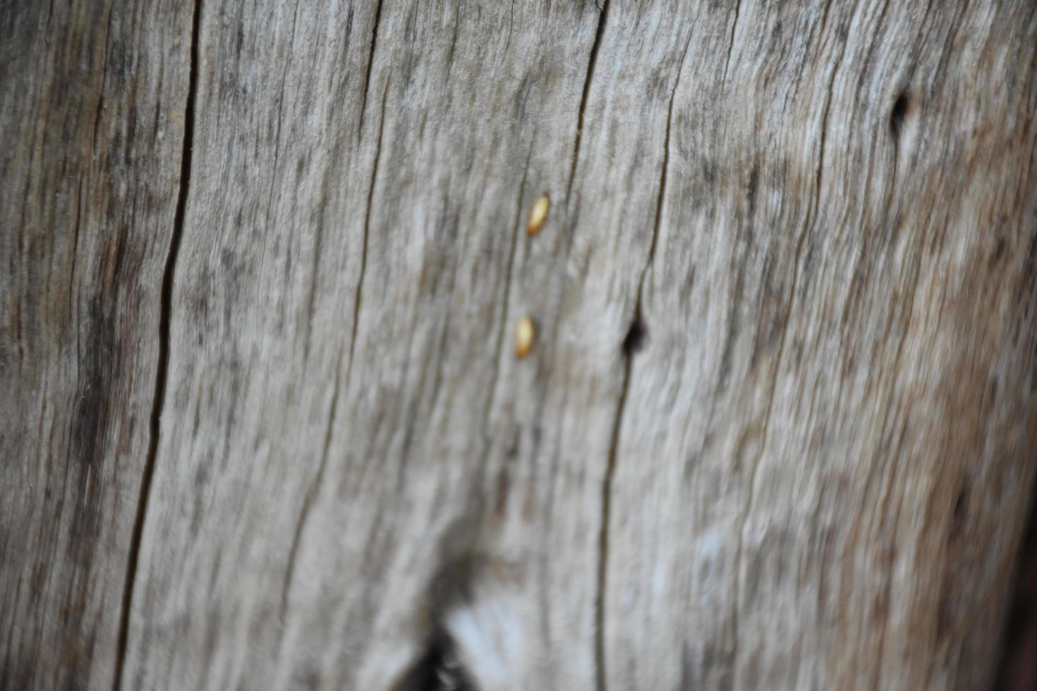 la surface avant de l'hémisphère en bois a été exposée au soleil et altérée pour causer de la moisissure sur le bois. photo