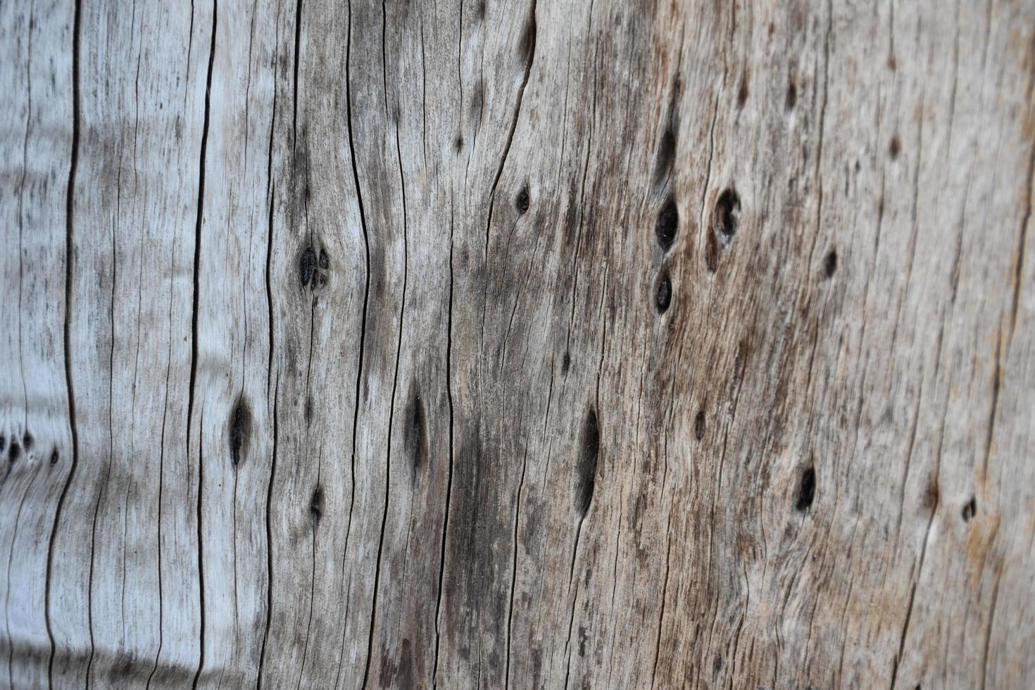 la surface avant de l'hémisphère en bois a été exposée au soleil et altérée pour causer de la moisissure sur le bois. photo