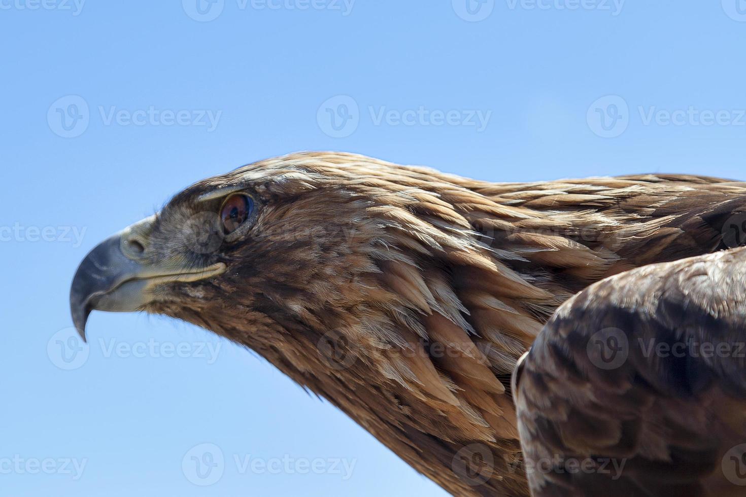 portrait d'un aigle des steppes photo