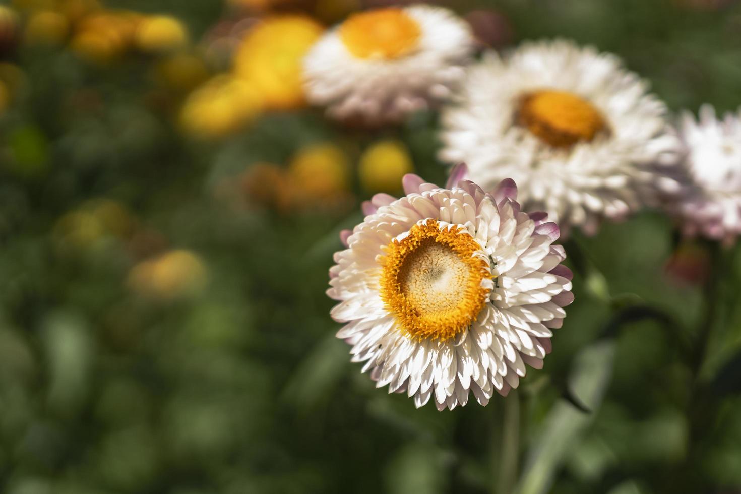 fleur de paille olorful en plein essor dans le jardin photo