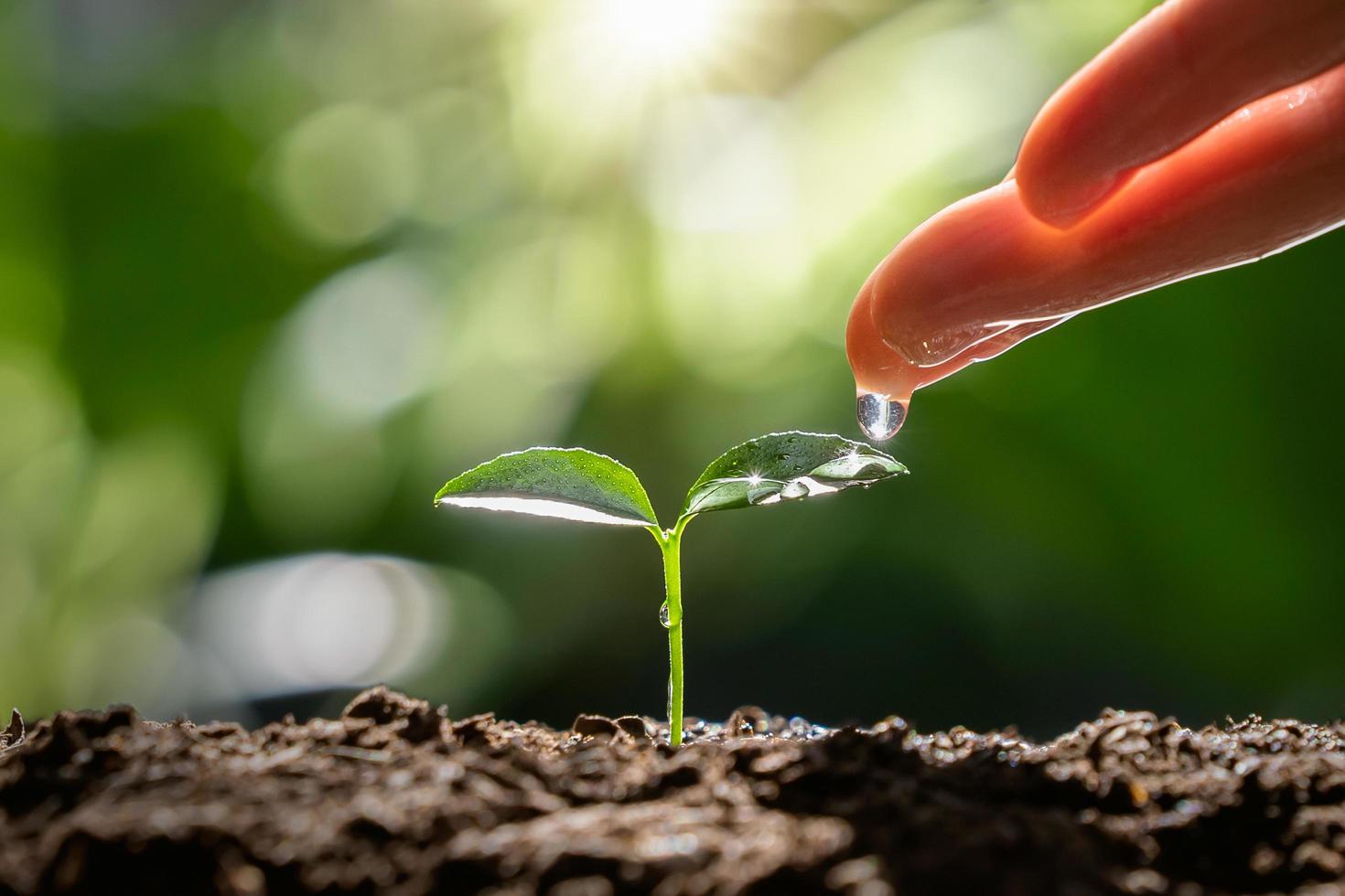 arrosage à la main pour petit arbre avec soleil. concept écologique du jour de la terre photo