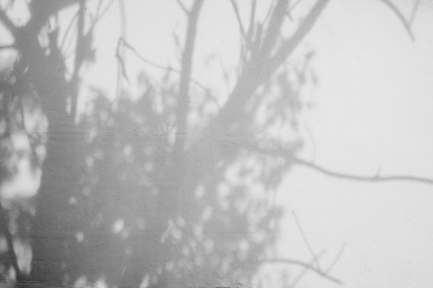 Arbre à feuilles d'ombre grise sur fond de mur photo