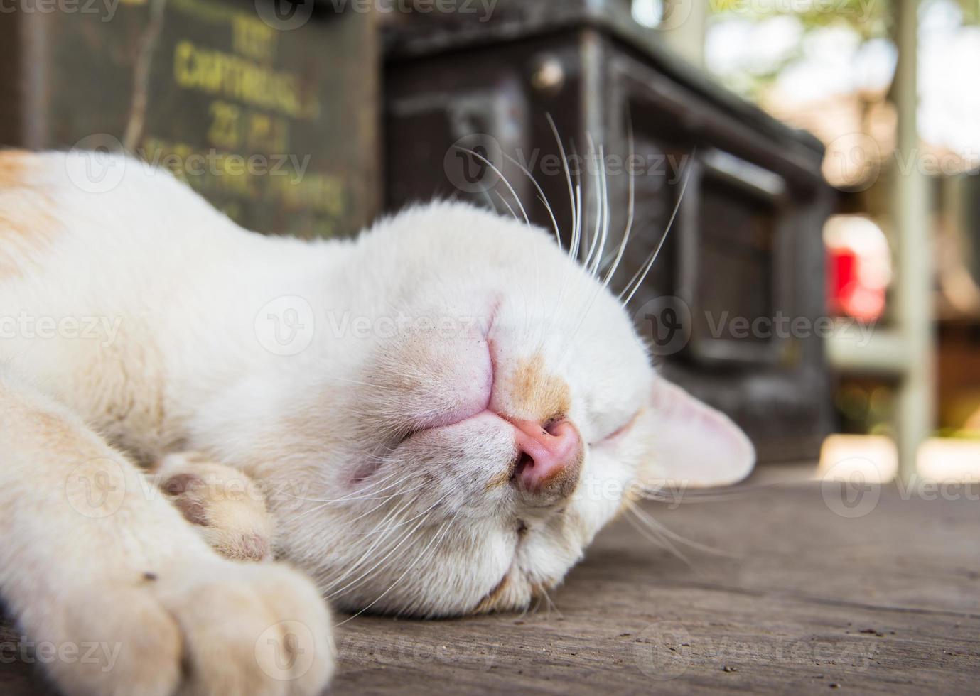 chat dormant sur le sol en bois photo