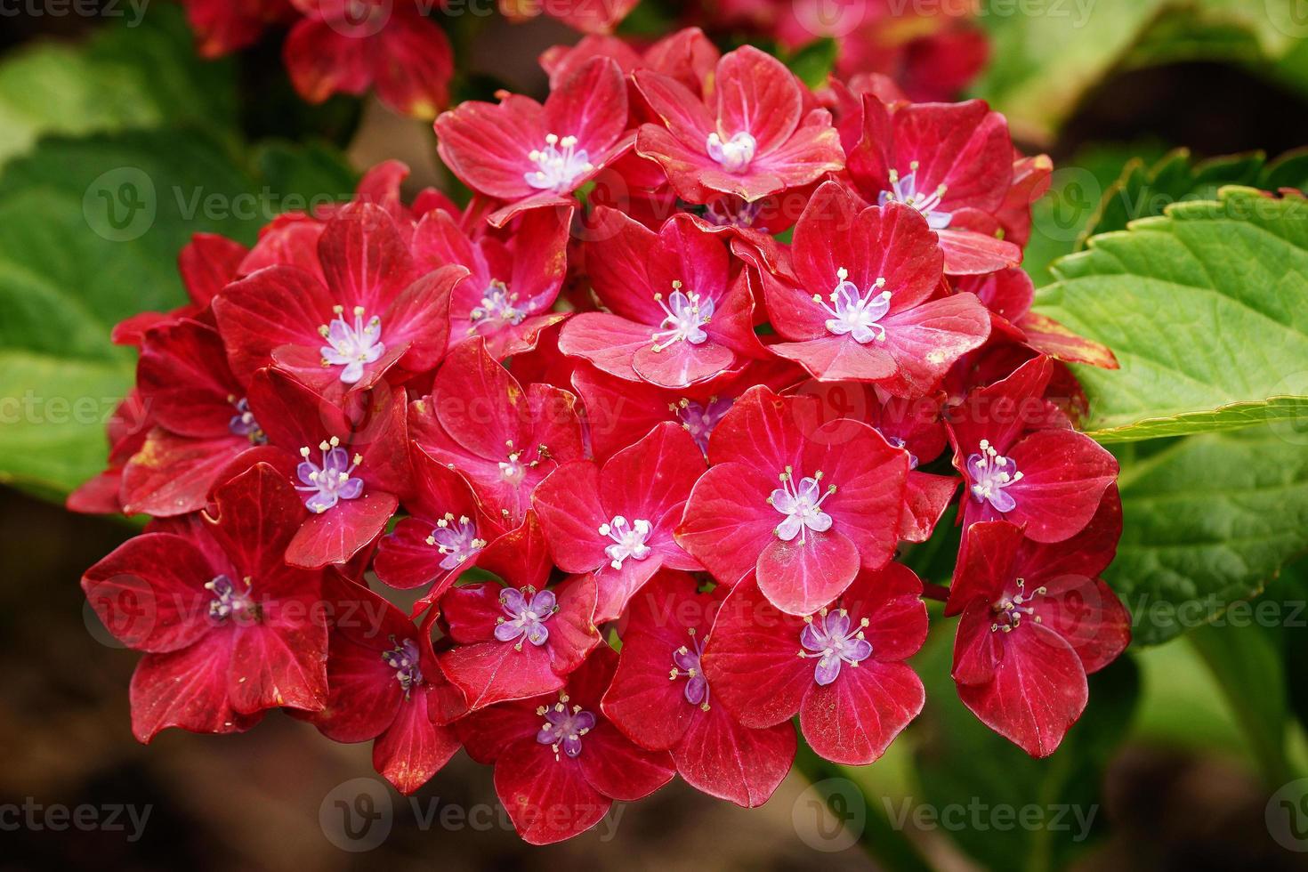 penny mac, hortensia macrophylla photo