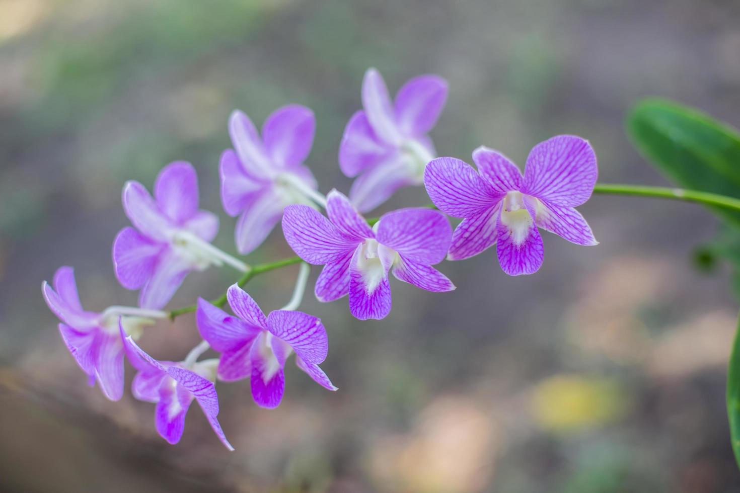 orchidées, orchidées violettes, orchidées violettes sont considérées comme la reine des fleurs en thaïlande photo