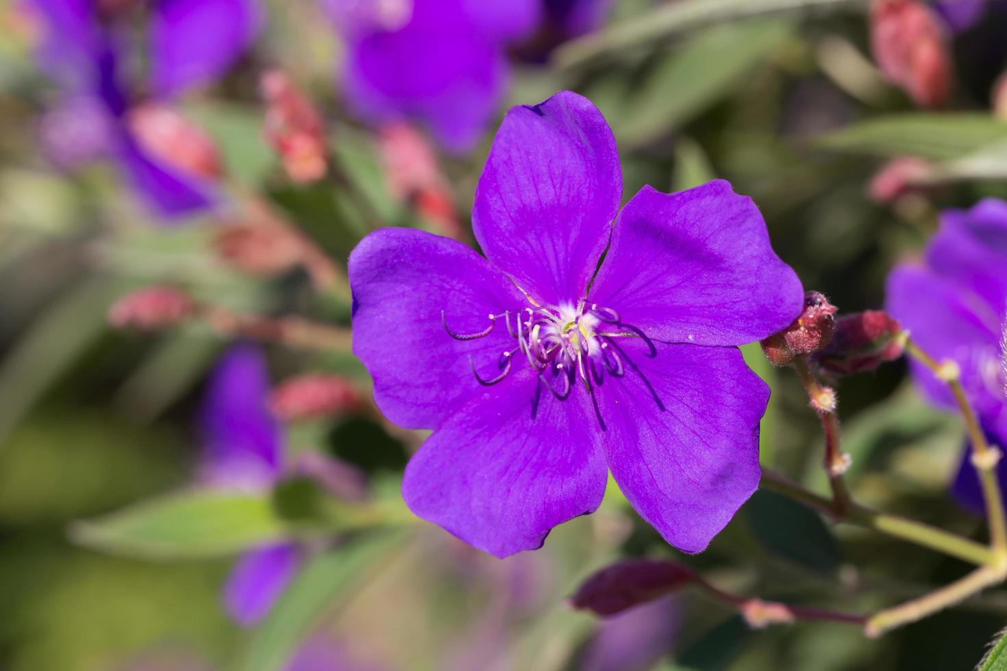 princesse pourpre ou araignée brésilienne ou fleur de brousse de gloire photo