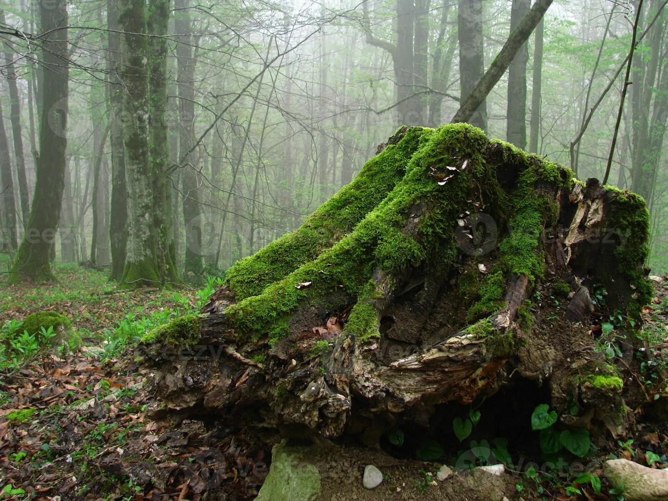 mort mais jeune - un bel arbre mort vert photo