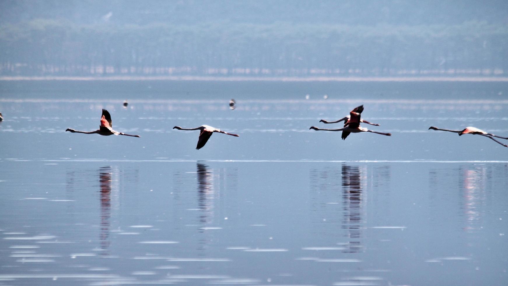 une vue d'un flamant rose dans l'eau photo