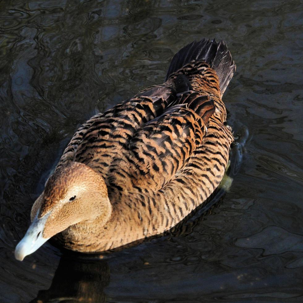 un gros plan d'un canard eider photo