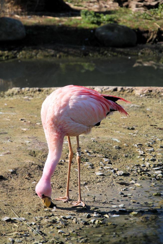 une vue d'un flamant rose dans l'eau photo