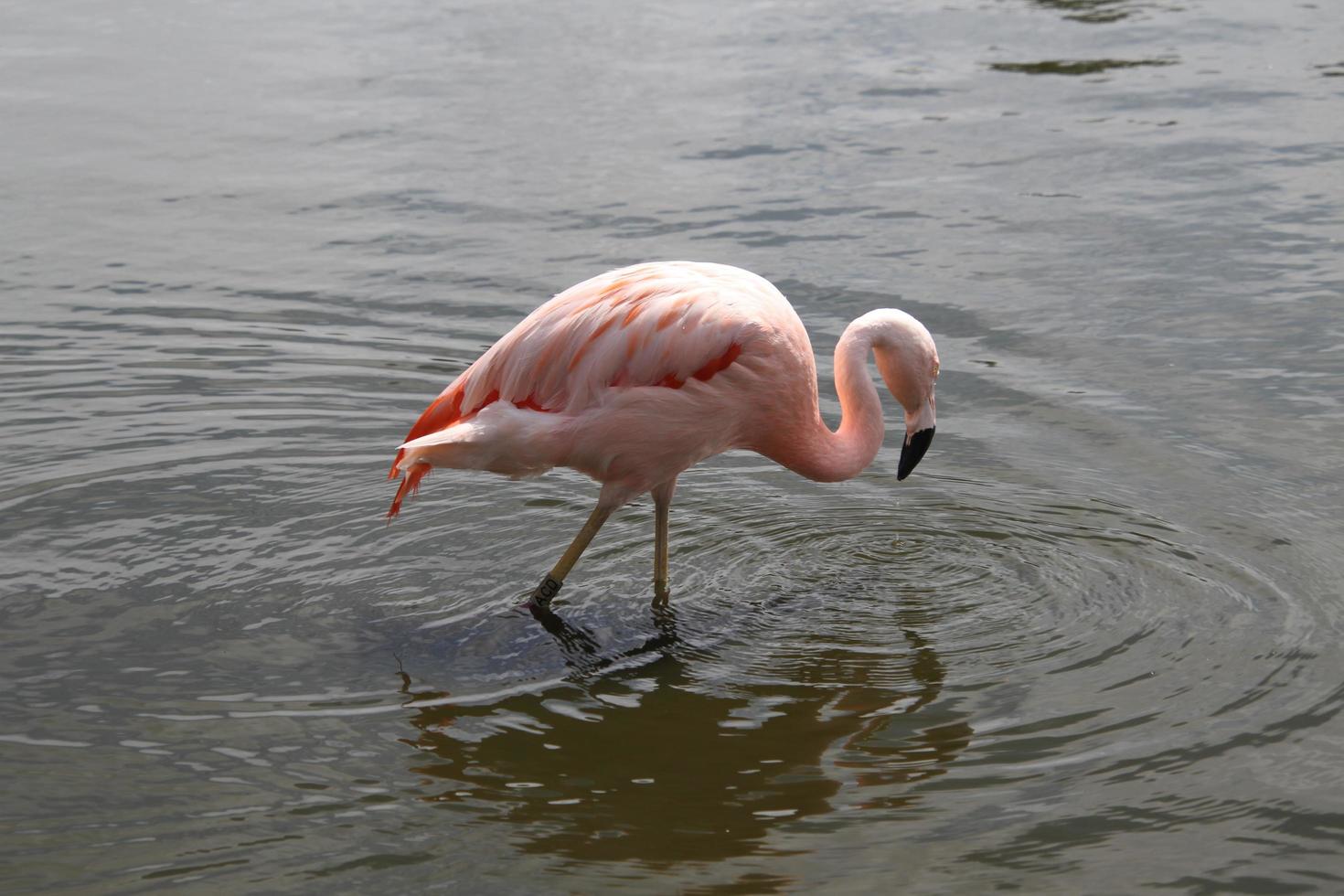 une vue d'un flamant rose dans l'eau photo