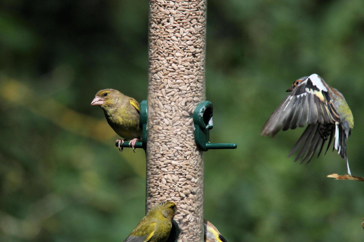 un verdier sur une mangeoire à oiseaux photo