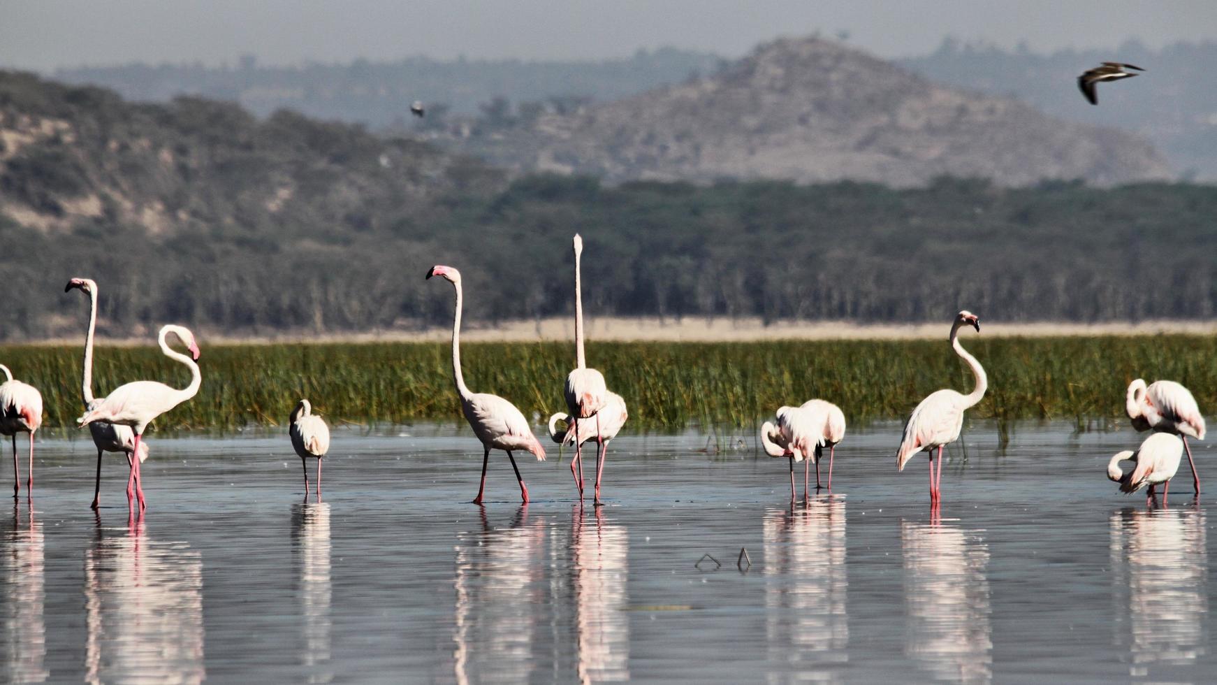 une vue d'un flamant rose photo