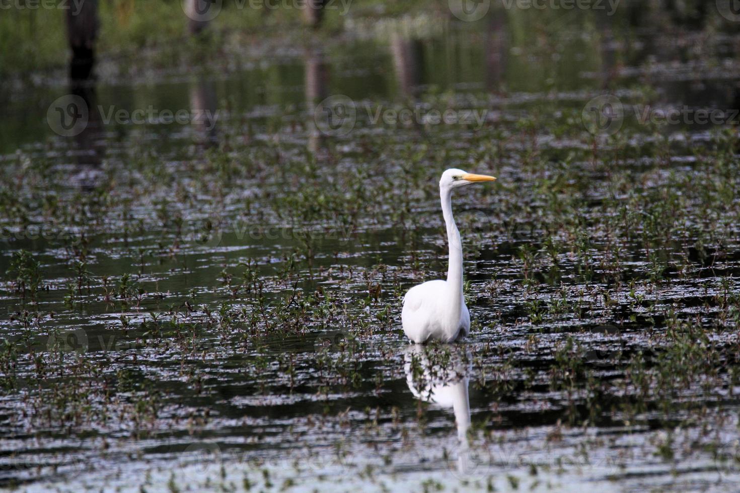 une vue d'une grande aigrette blanche photo