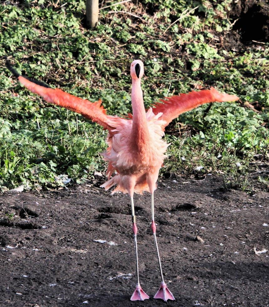 une vue d'un flamant rose dans l'eau photo