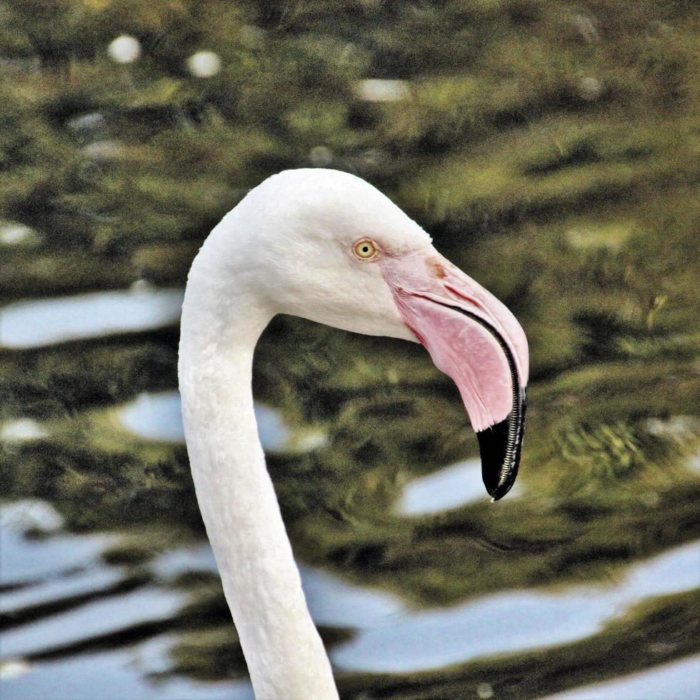 une vue d'un flamant rose photo